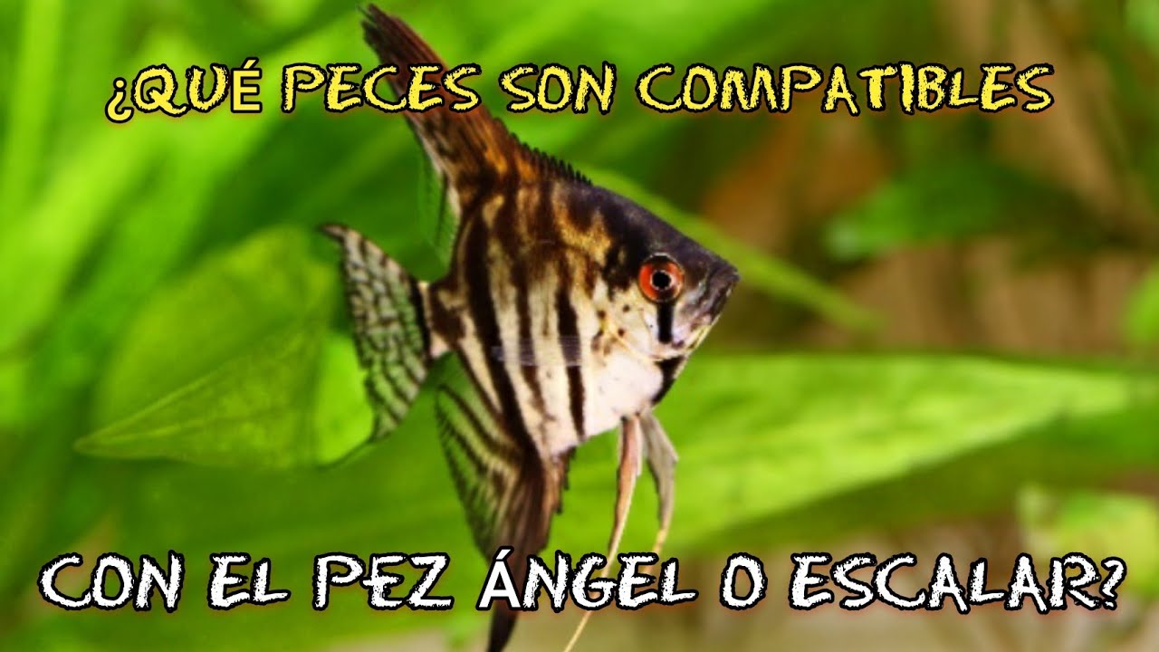 Es recomendable tener bettas en un acuario comunitario con peces ángel