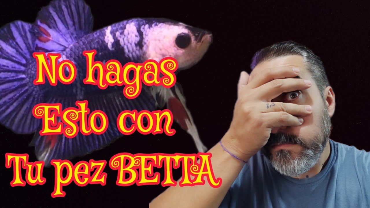 Los cambios en el pez Betta: de su hábitat a los acuarios domésticos