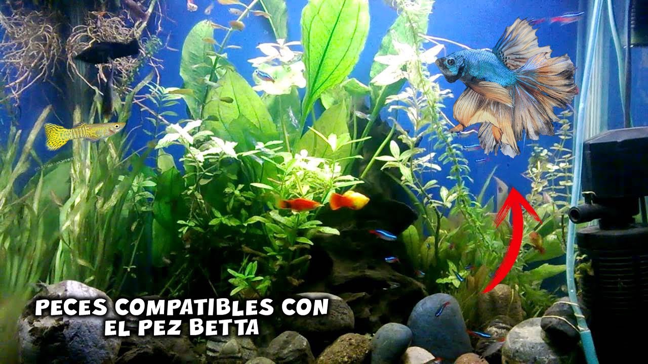 Pueden convivir los bettas con peces plecostomus en el mismo acuario